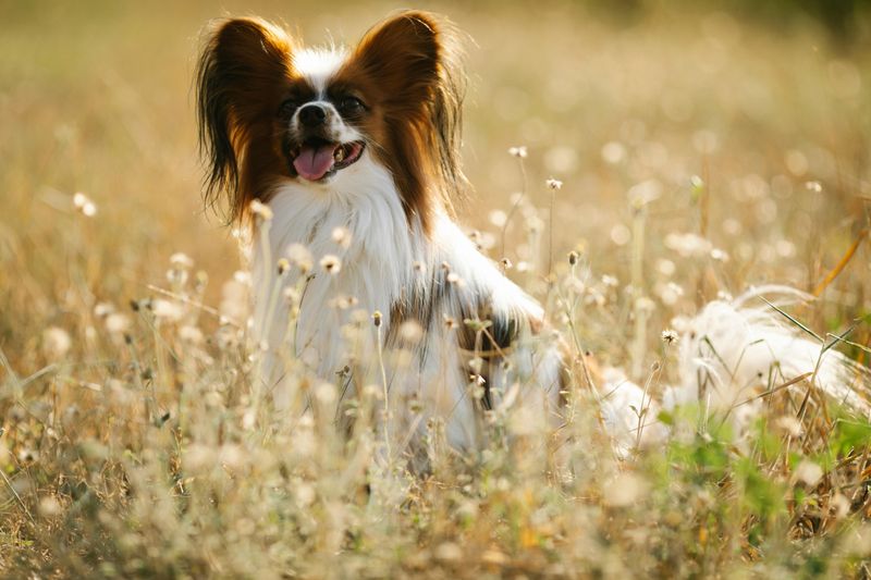 20 Dog Breeds Known for Their Curious and Inquisitive Nature 16 Papillon
