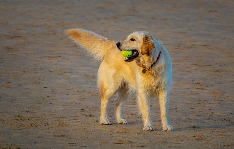12 dog breeds that make owners say never again - plus 5 they would choose twice 13 Golden Retriever