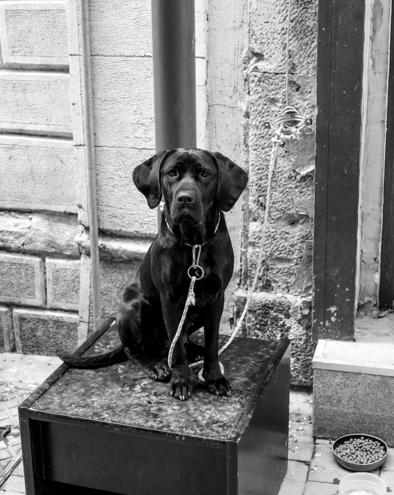 12 dogs that often benefit from one simple ear-care habit owners overlook 3 Labrador Retriever