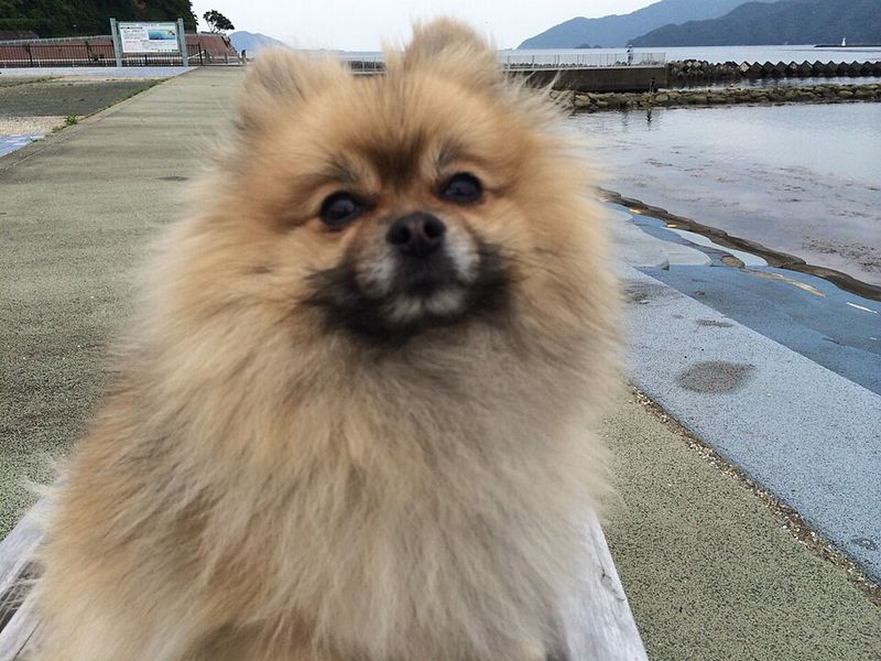 Pomeranian