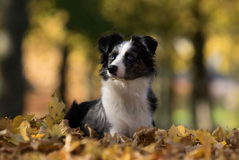 Australian Shepherd