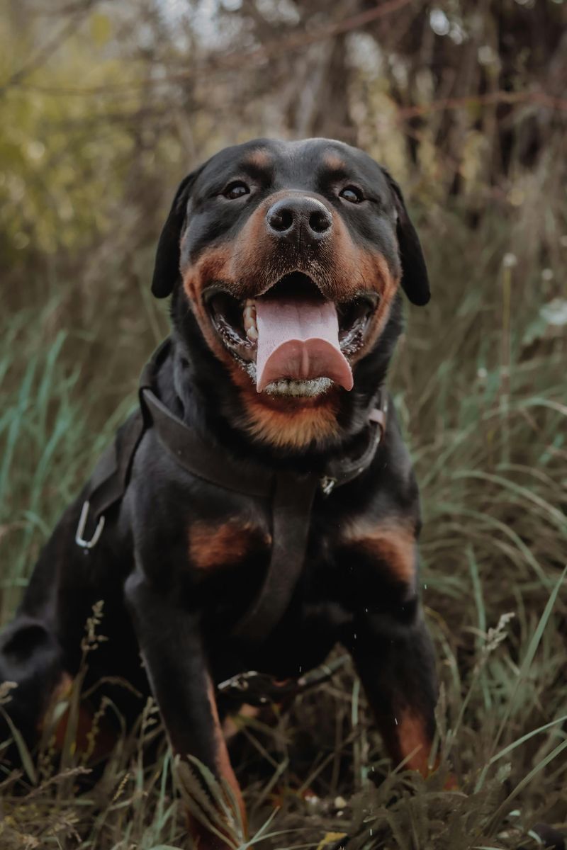 27 Dog Breeds That Show Loyalty Through Affection and Daily Companionship 17 Rottweiler