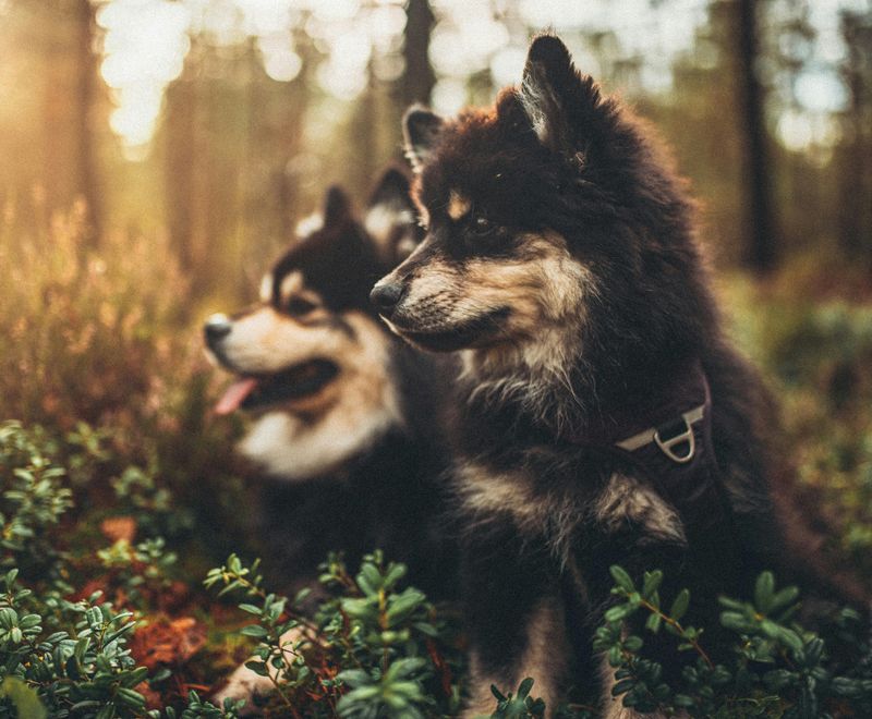 About to Get Your First Puppy? These 14 Breeds Usually Handle Beginner Mistakes Best 11 Finnish Lapphund