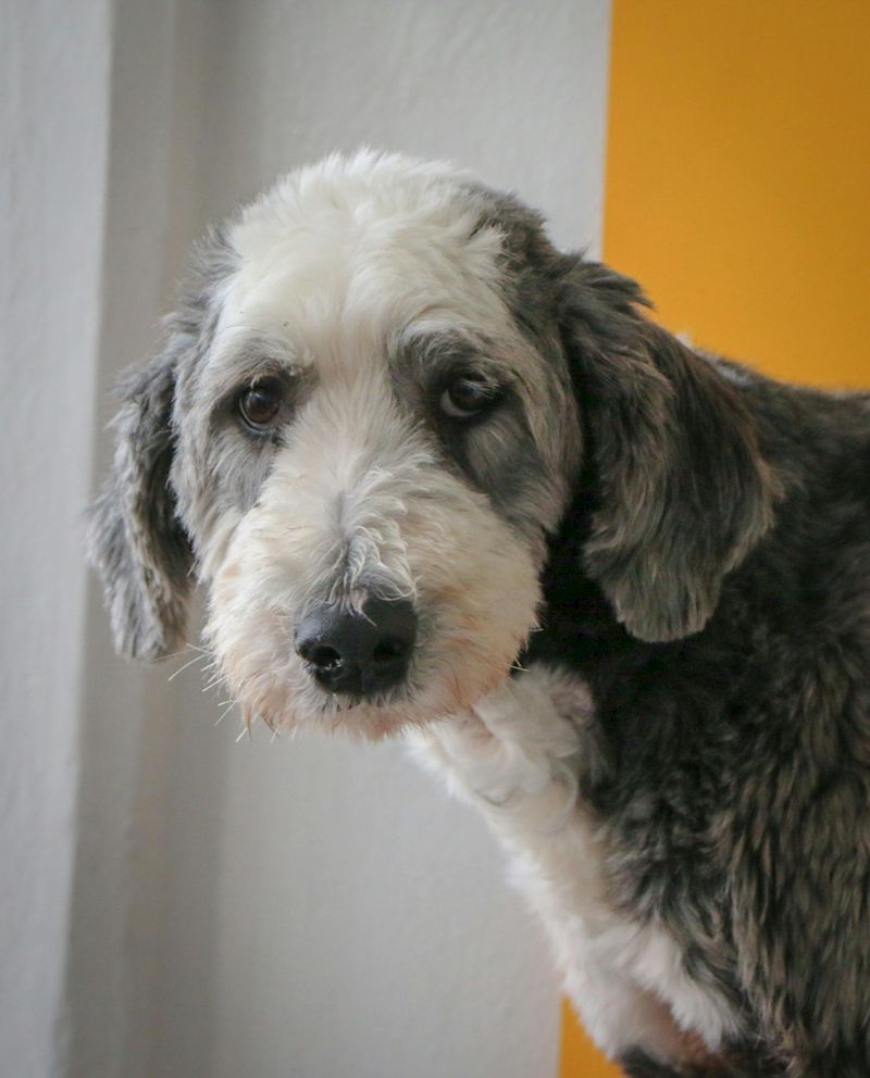 Sheepadoodle (Old English Sheepdog + Poodle)