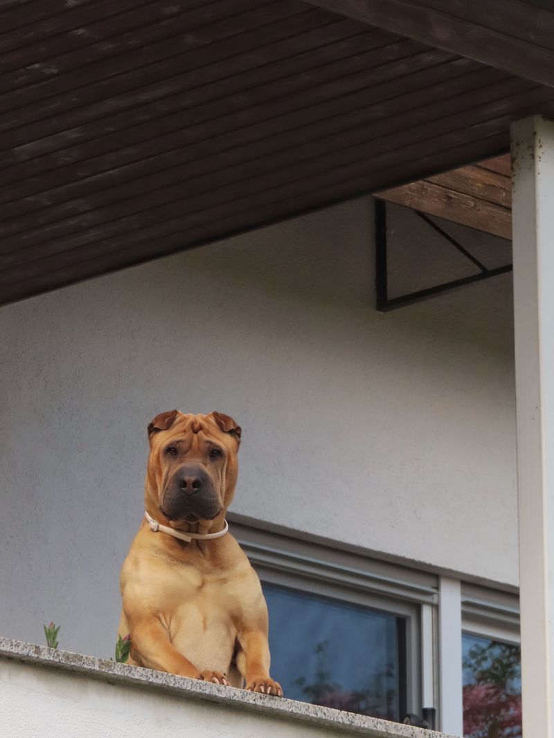 Shelter workers wish more people would notice these 11 wonderful dog breeds 10 Shar Pei