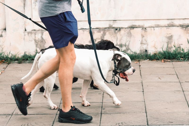 Pulling on the leash usually stops once you fix these 8 walking habits of your own 7 Walking an under-exercised dog