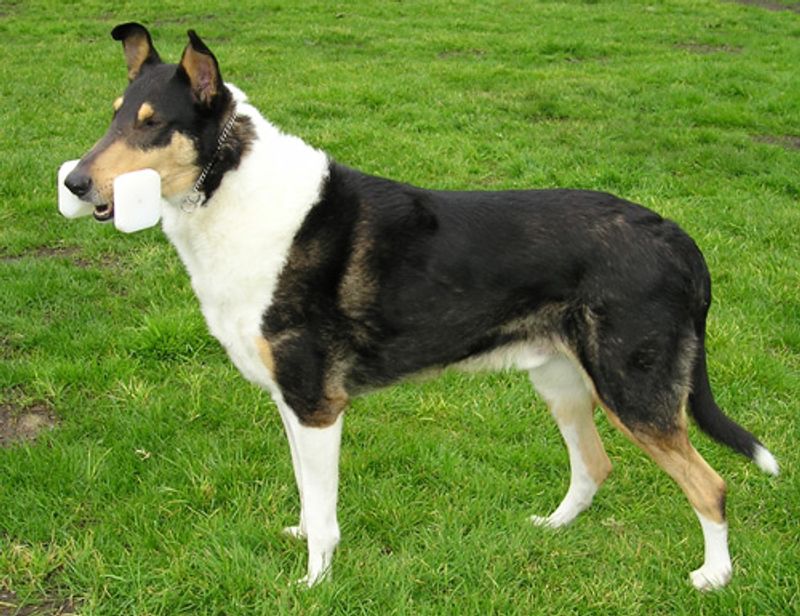 Everyone recognizes the famous breeds - These dogs earn their fans much more quietly 7 Smooth Collie