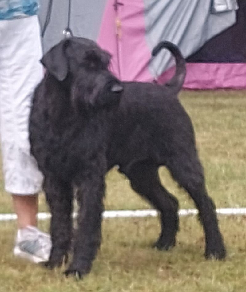 Choosing these dog breeds means planning for more than food and toys 6 Giant Schnauzer