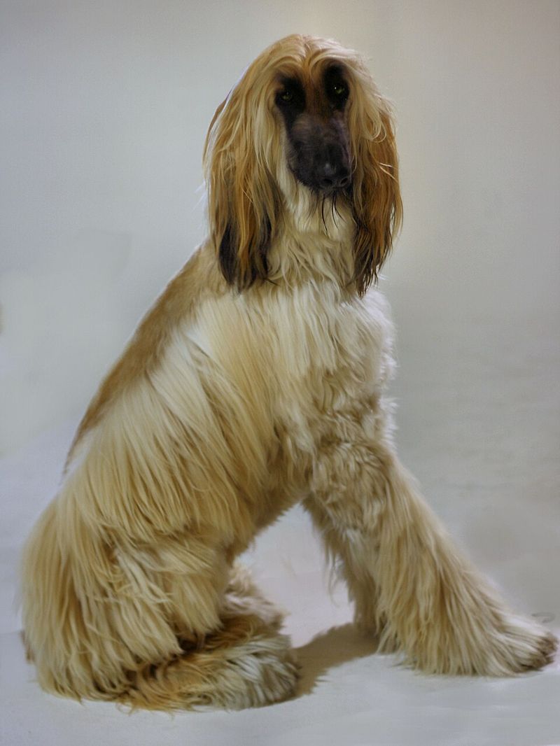 Afghan Hound