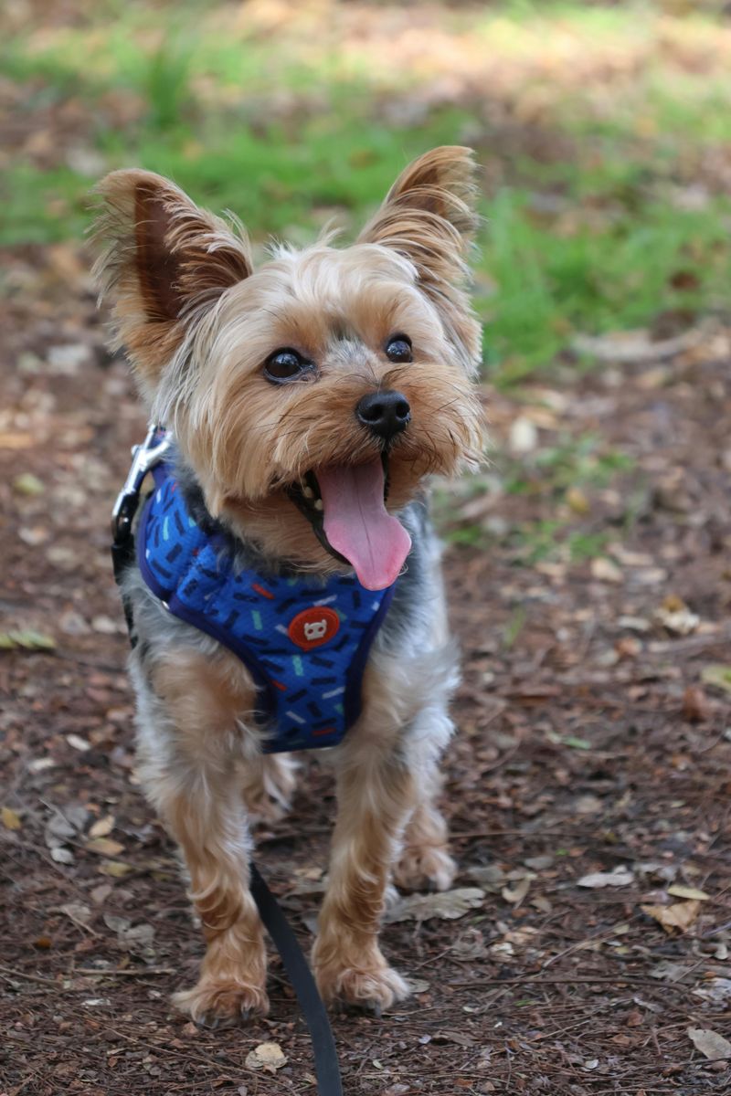 Poodles Aren’t the Only Hypoallergenic Dogs — Meet 24 More Allergy-Friendly Breeds 18 Yorkshire Terrier