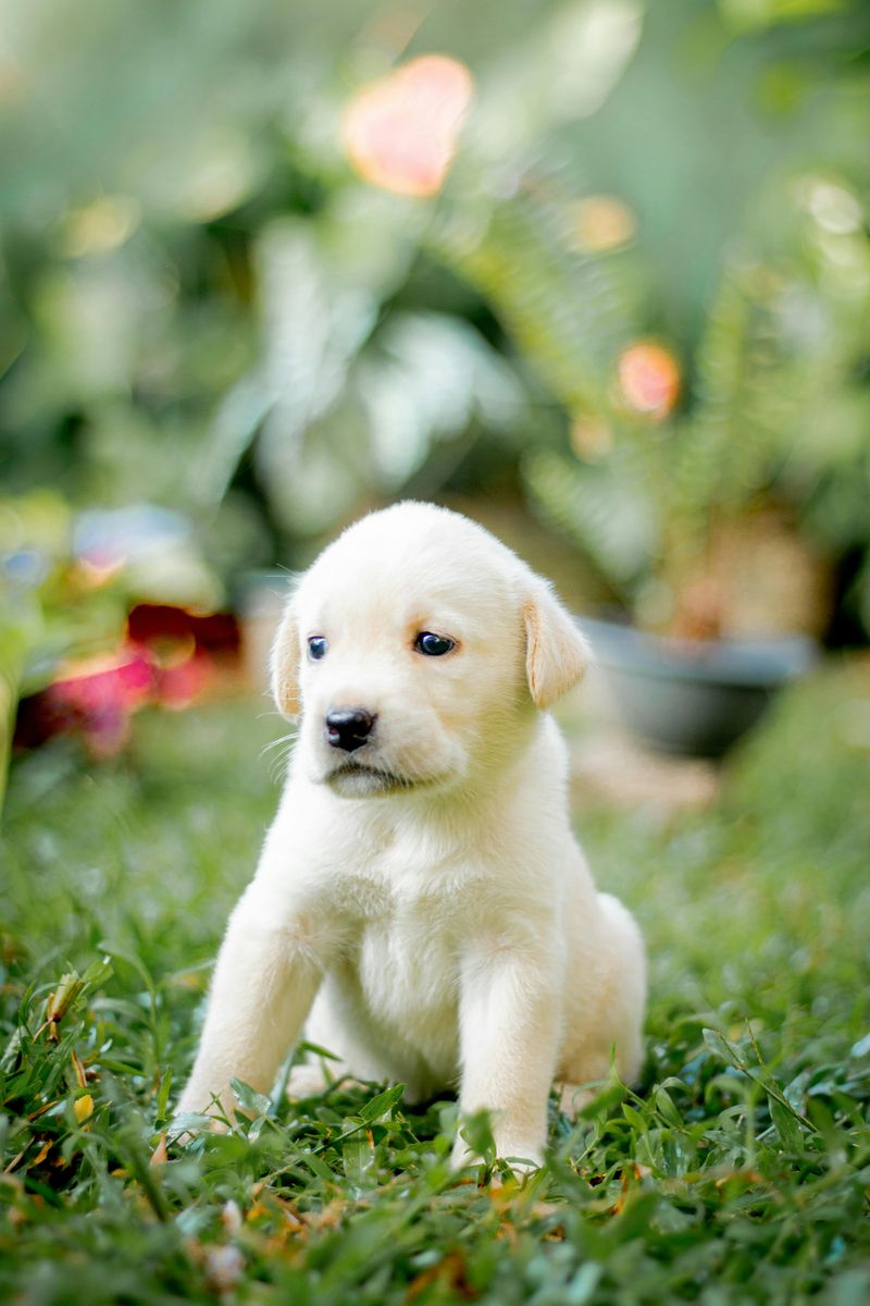 Labrador Retriever
