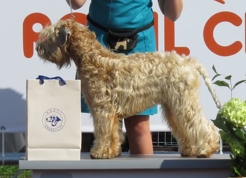 Poodles Aren’t the Only Hypoallergenic Dogs — Meet 24 More Allergy-Friendly Breeds 7 Soft Coated Wheaten Terrier