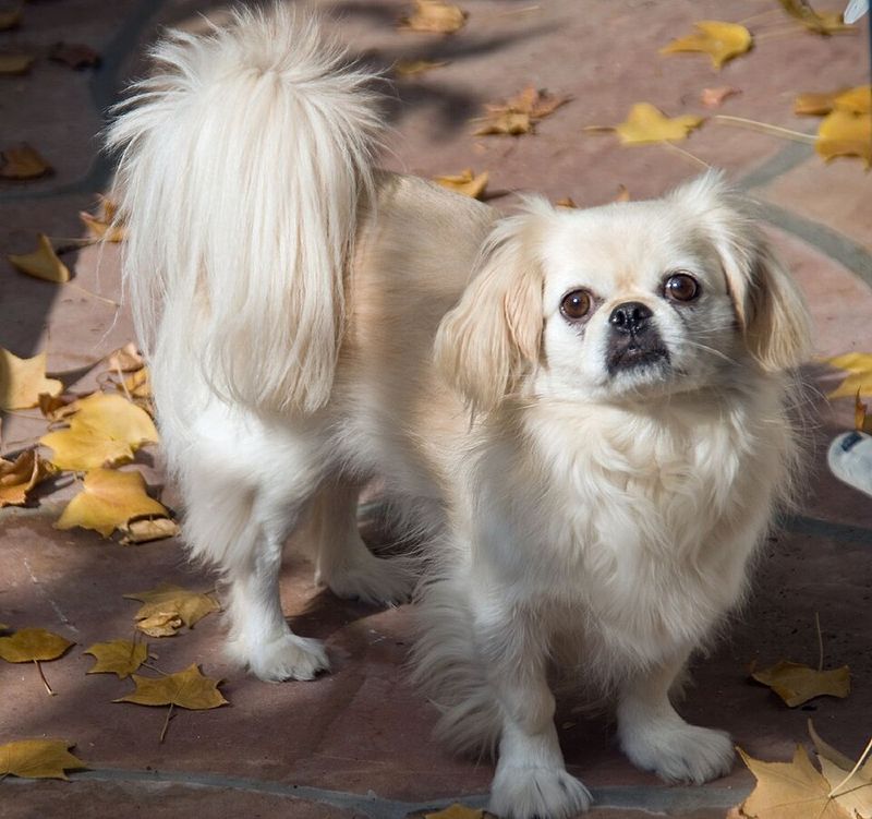 A good retirement companion shouldn't exhaust you - These dogs tend to prefer a gentler pace 11 Pekingese