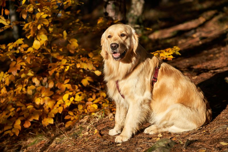 Stop calling these 13 dog breeds needy - they simply love harder than most 7 Golden Retriever