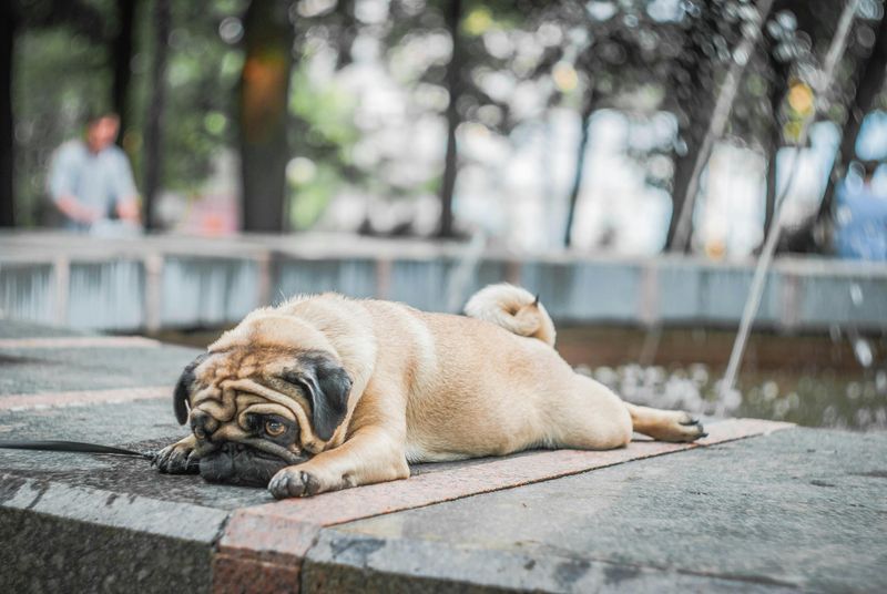 14 Easygoing Dog Breeds Tailor Made for Relax First Owners 7 Pug