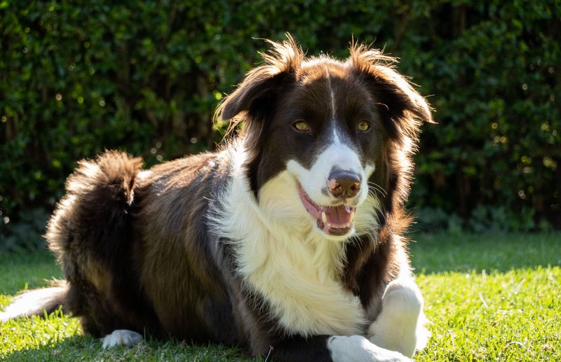 Border Collie