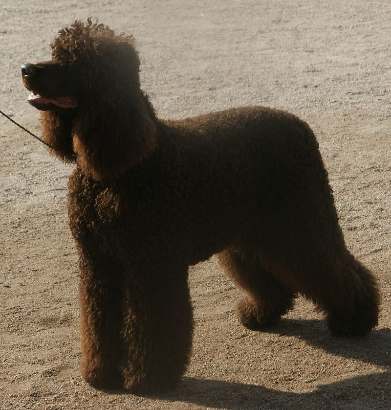 Irish Water Spaniel