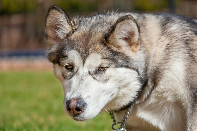Alaskan Malamute