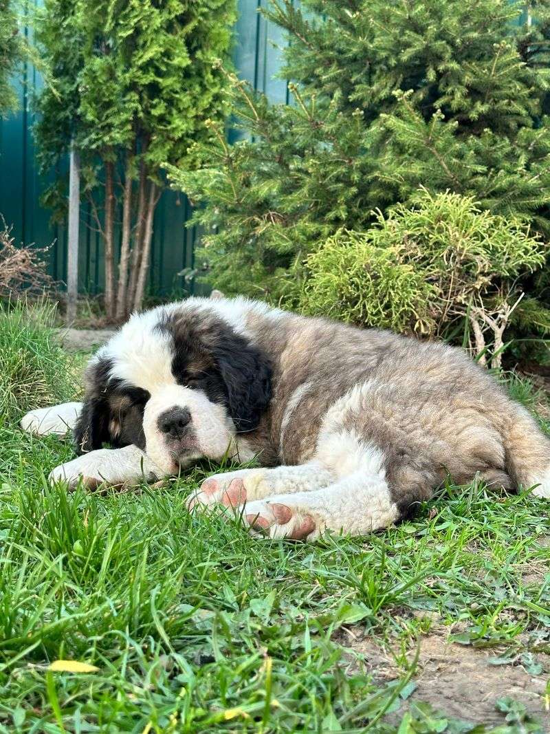 Saint Bernard