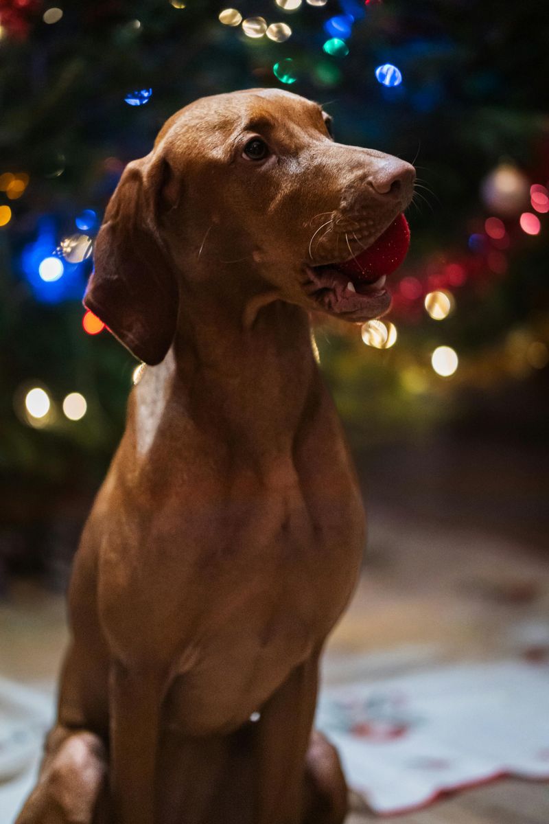 12 dog breeds that shut down in chaotic environments 11 Vizsla