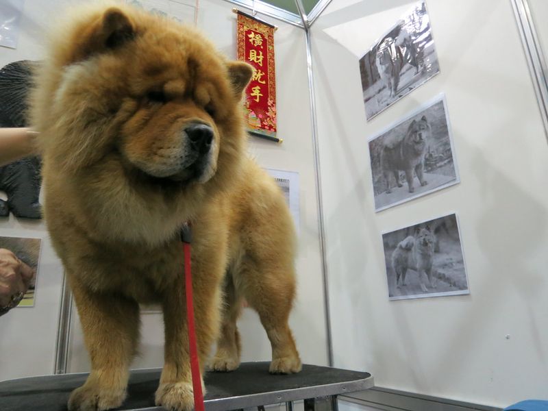 Chow Chow
