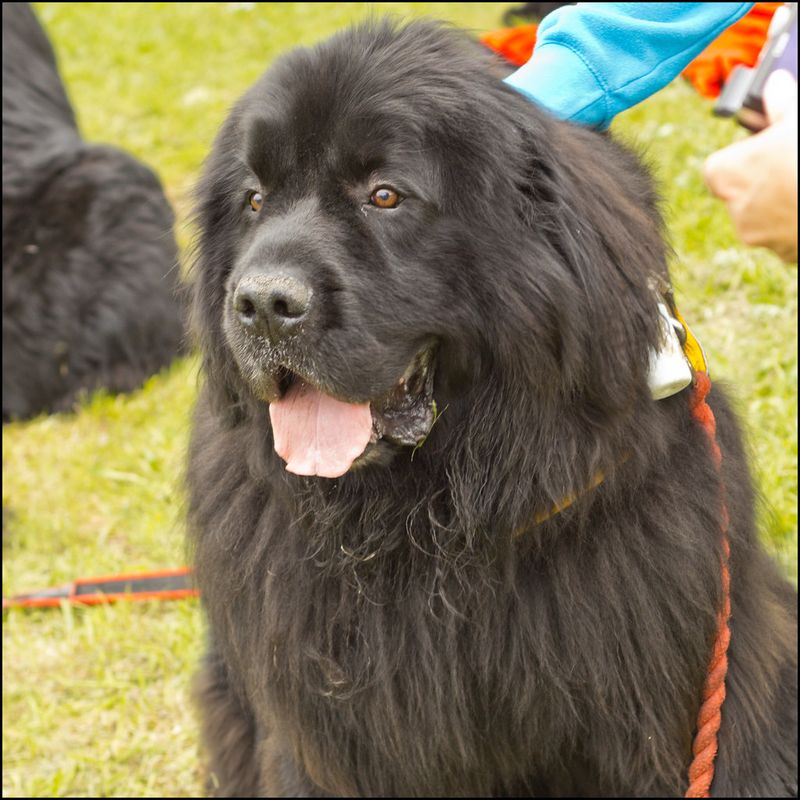 12 affectionate breeds that don't always get enough credit for their softer side 6 Newfoundland