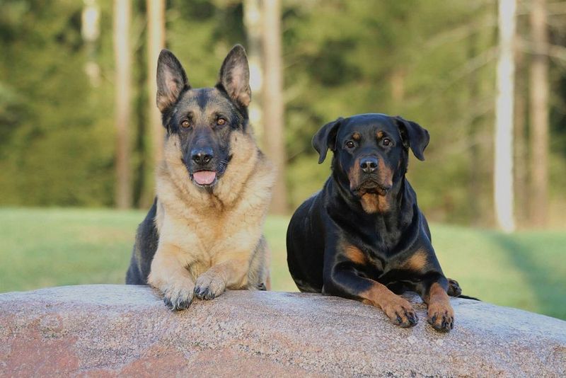 These dog breeds show just how differently canine personalities can respond to unfamiliar people 4 Rottweiler