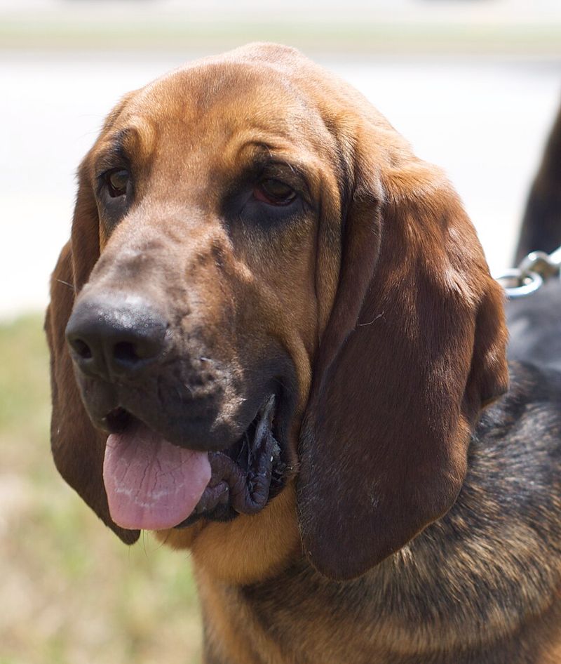 Bloodhound