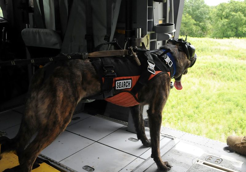 Exercise Needs and Mental Enrichment