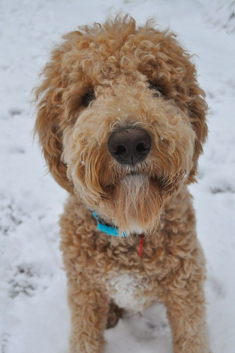 Goldendoodle (Golden Retriever + Poodle)