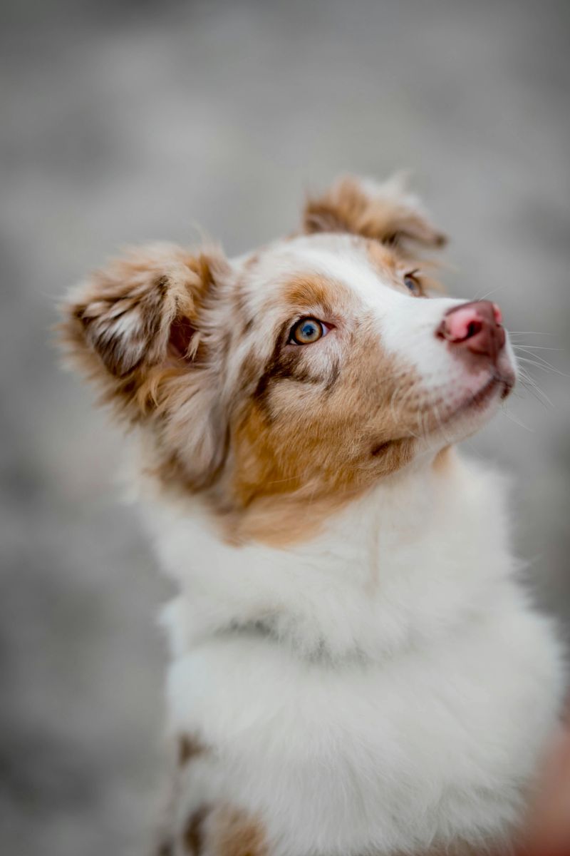 26 Dog Breeds Known for Being Sensitive or Easily Stressed 2 Australian Shepherd