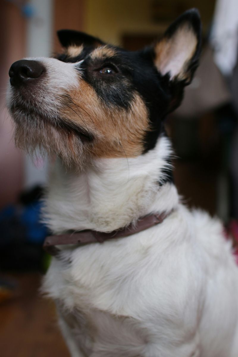 12 dog breeds owners should think carefully about before adding other pets 6 Jack Russell Terrier
