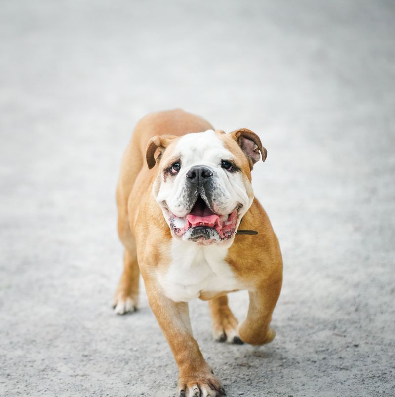 Small home doesn't automatically mean small dog - these adaptable breeds can fit surprisingly well 5 English Bulldog