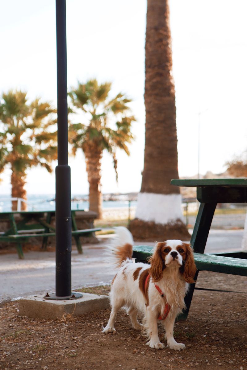 These dog breeds seem to notice tiny changes in people before anyone explains what's wrong 12 Cavalier King Charles Spaniel