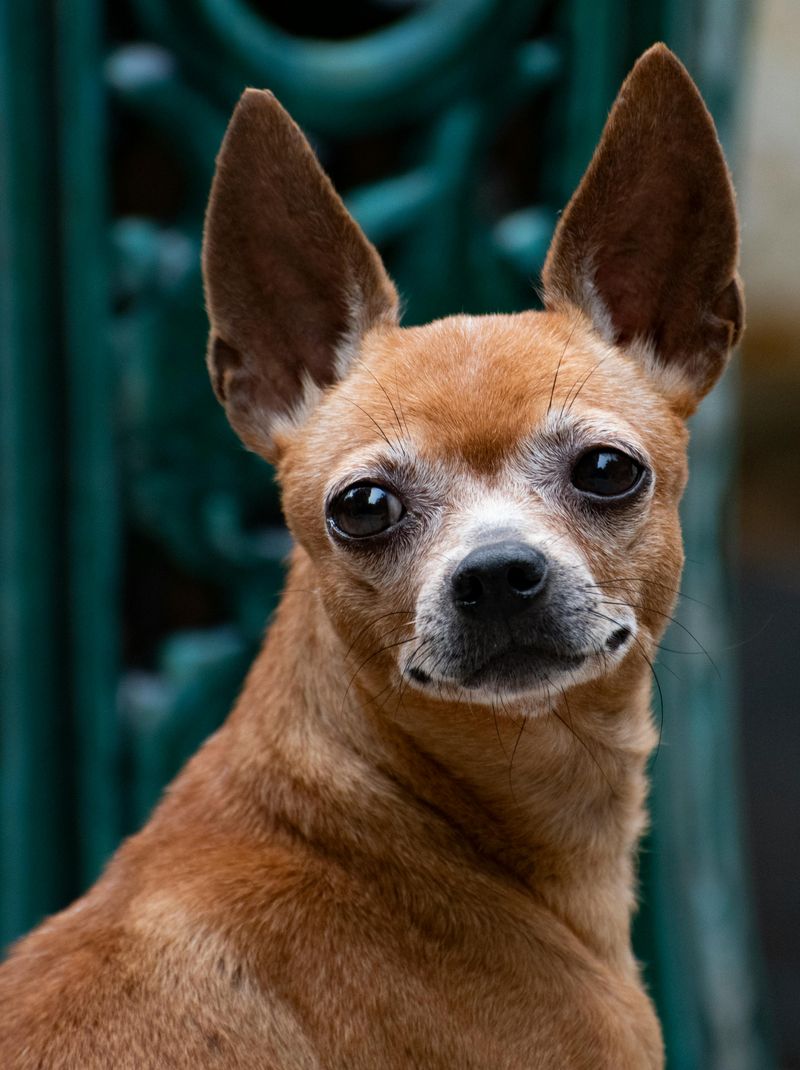21 Interesting Facts About the Chihuahua - Small in Size, Big in Personality 13 Distinctive Features