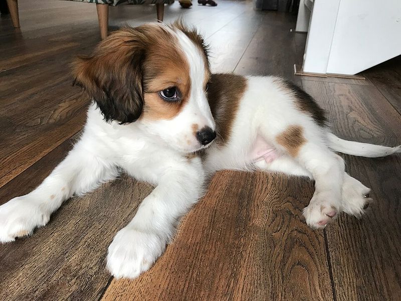 16 dog breeds that behave differently the second food is even mentioned 16 Kooikerhondje
