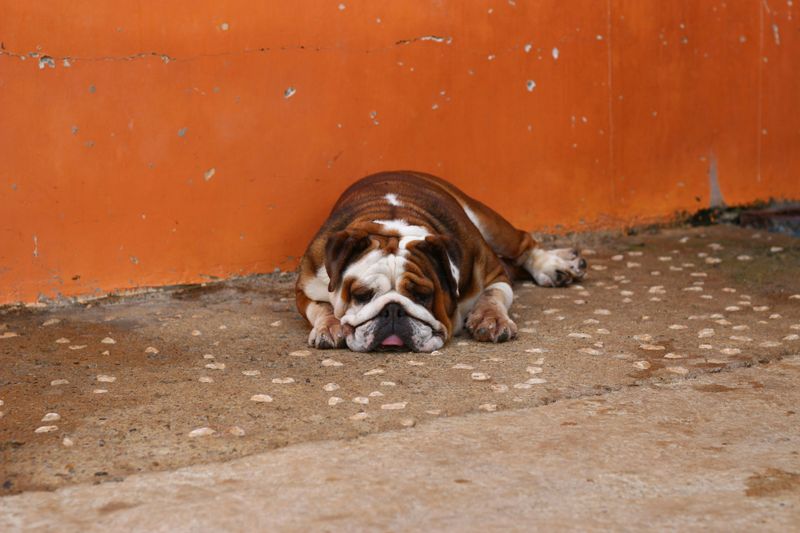 14 Easygoing Dog Breeds Tailor Made for Relax First Owners 6 Bulldog (English)