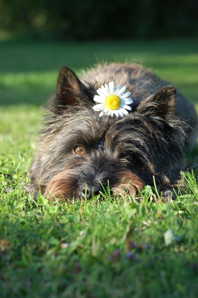 Cairn Terrier