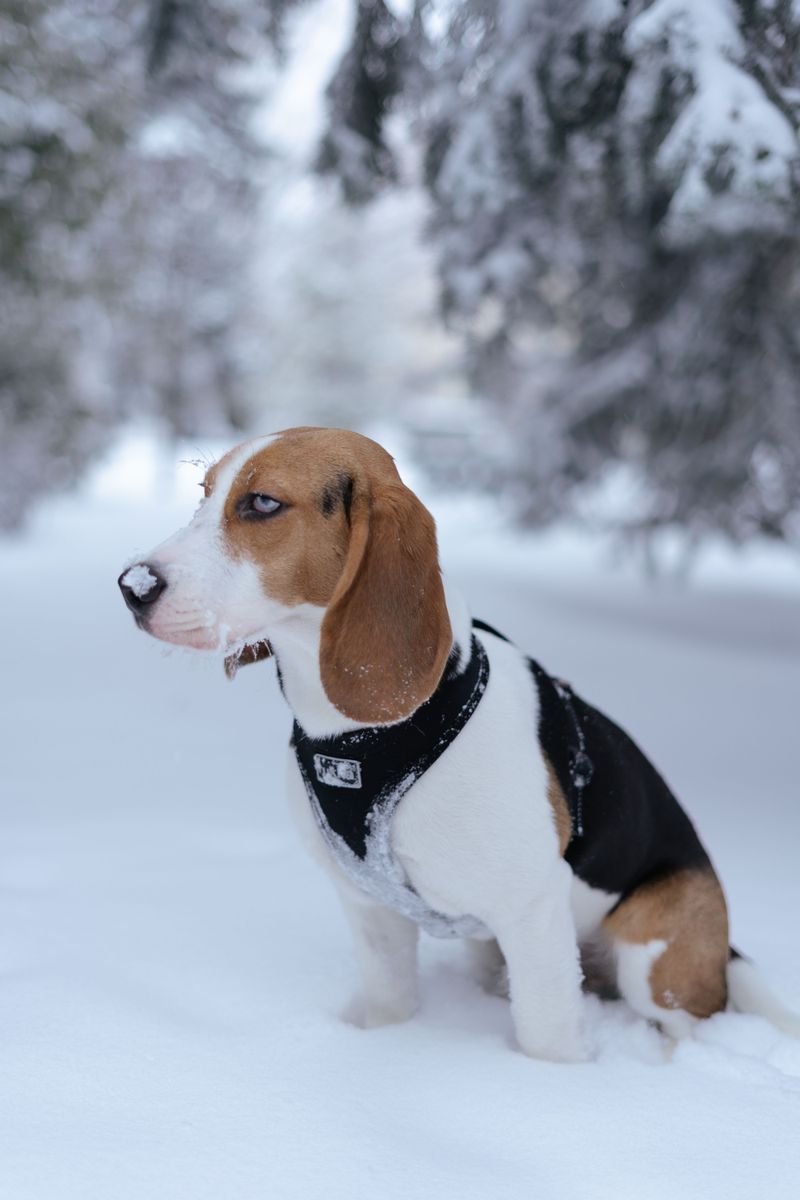 These 12 dog breeds frustrate many owners - until they discover what actually works 3 Beagle