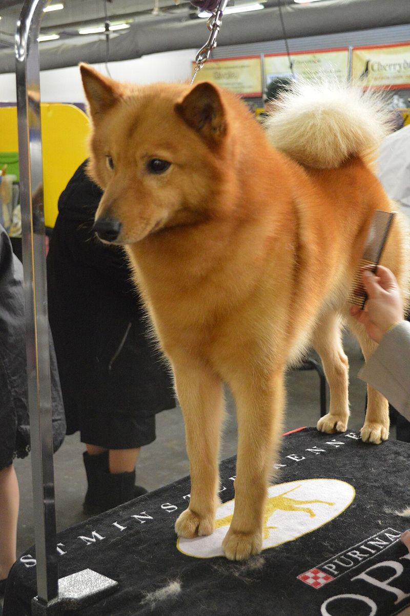 14 Dog Breeds That Grow Emotionally Attached to Places, Not Just People 14 Finnish Spitz