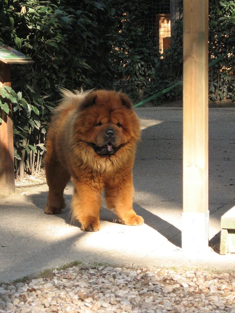 Chow Chow