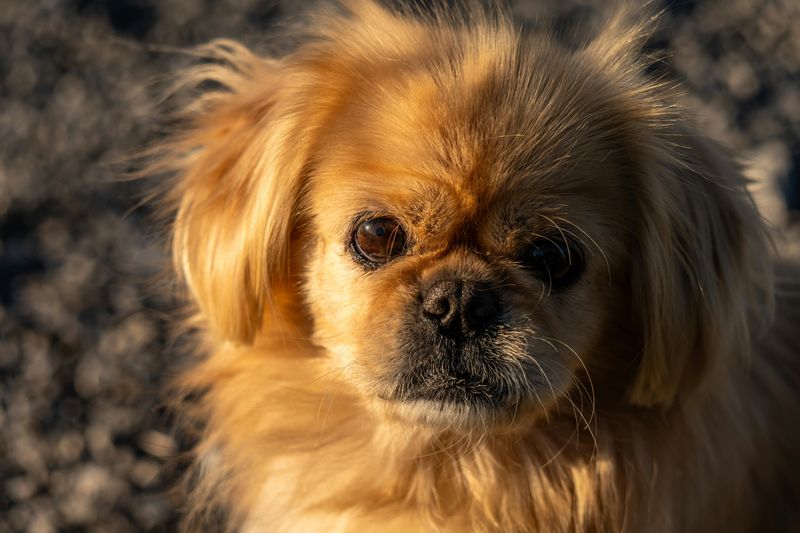 Pekingese