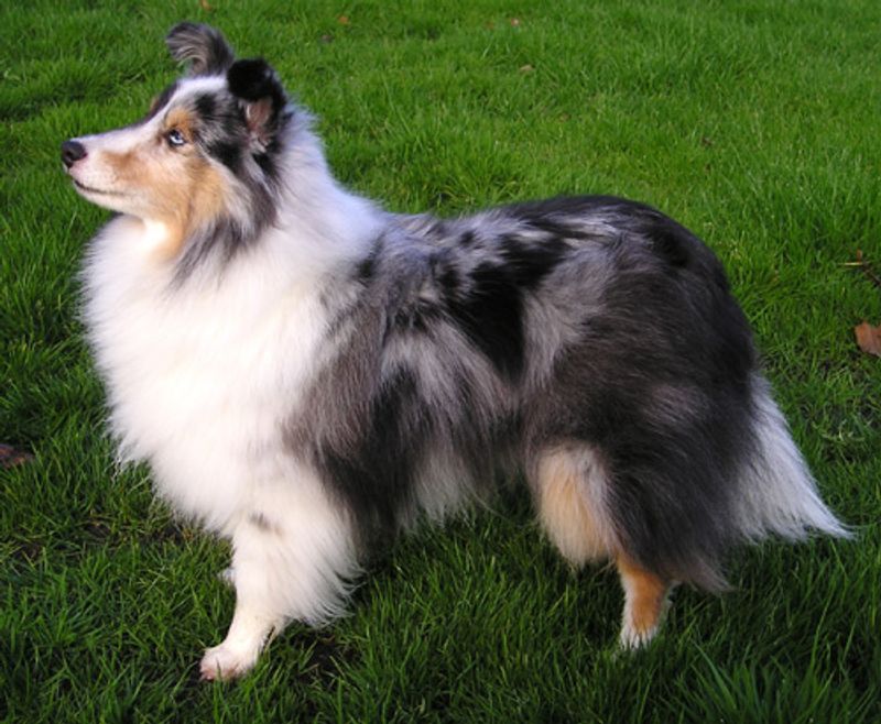 11 sensitive dogs that flourish with encouragement - plus 2 breeds with thicker emotional skin 3 Shetland Sheepdog: Small ears, big feelings