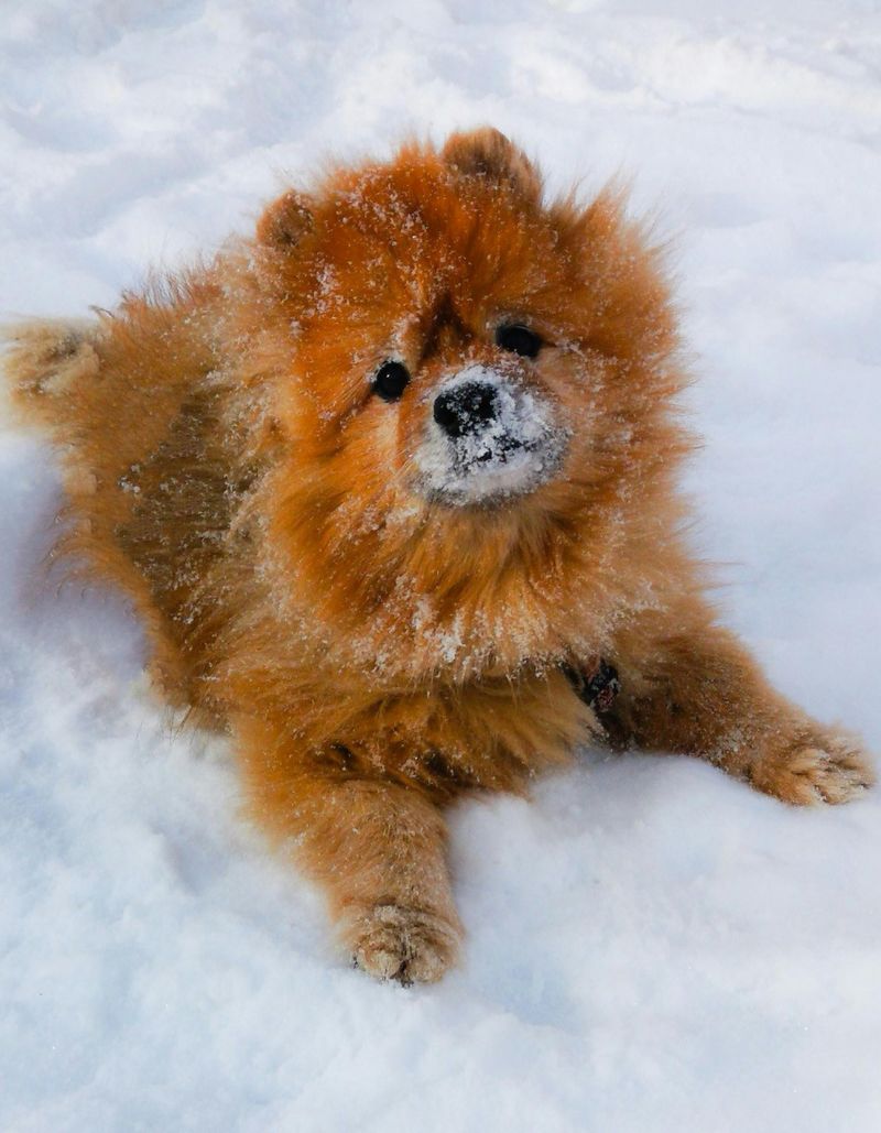 17 Extra-Fluffy Dog Breeds That Look Like Walking Clouds 5 Pomeranian