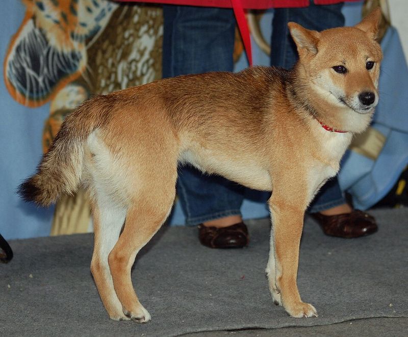Shiba Inu