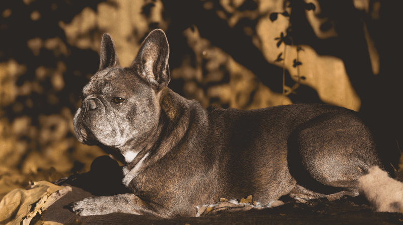 12 dog breeds that can fool you into thinking they're lazy - until the front door opens 12 French Bulldog