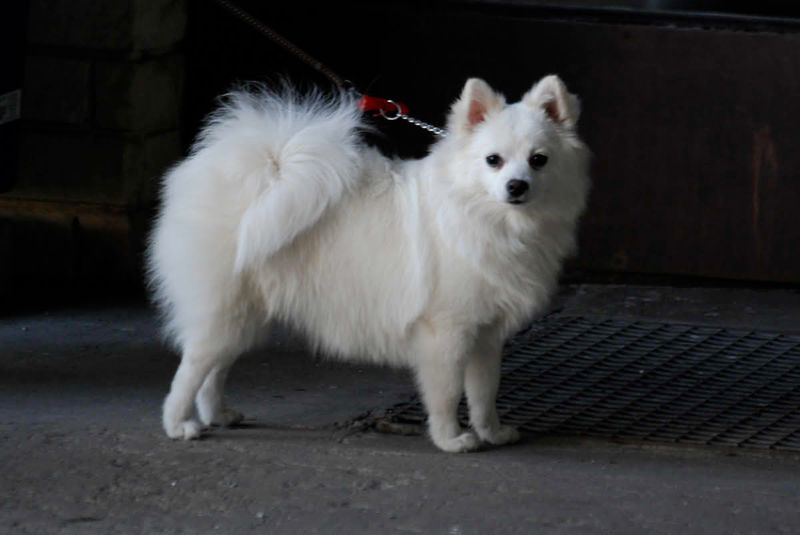 15 breeds that turn a new couch into a loyalty test 7 Volpino Italiano