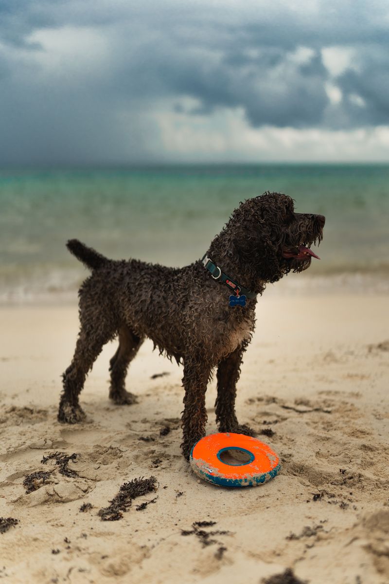 These 12 uncommon dog breeds are built to last – plus 3 hidden powerhouses 4 Lagotto Romagnolo