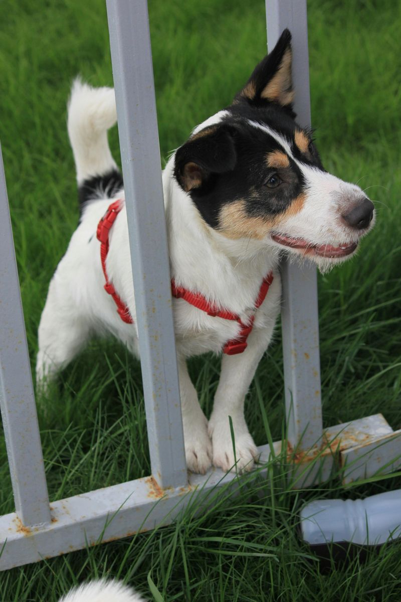 Jack Russell Terrier