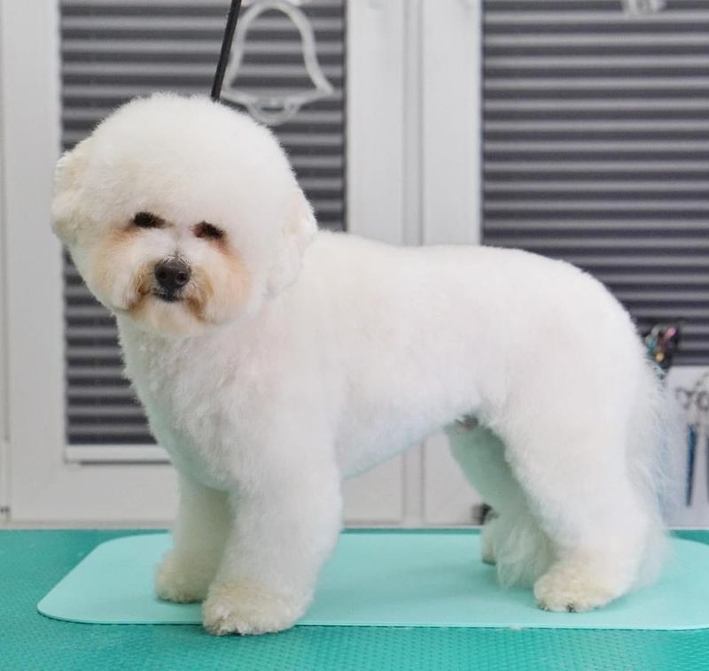 Bichon Frise